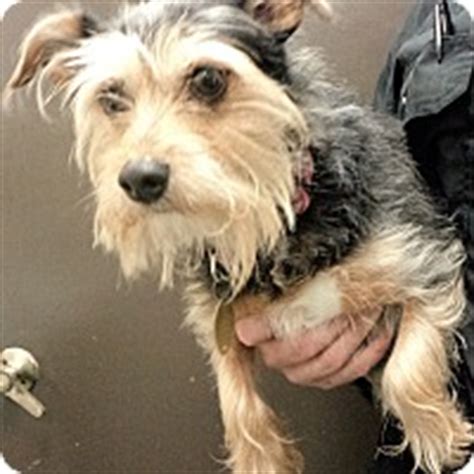 Learn more about iowa city animal care and adoption center in iowa city, ia, and search the available pets they have up for adoption on petfinder. Milford, NJ - Terrier (Unknown Type, Small) Mix. Meet ...