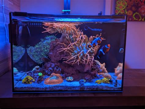 Stunning 180+ Gallon Reef Tank:  Inspiration For Reefers