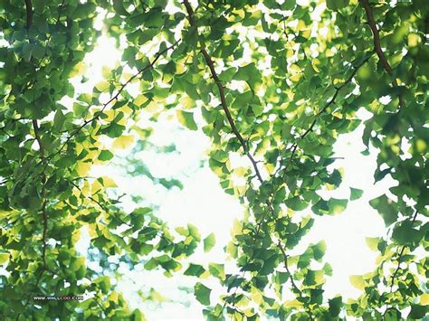 Download Leaves In Summer Lush Trees Wallpaper Green By Cherylh5