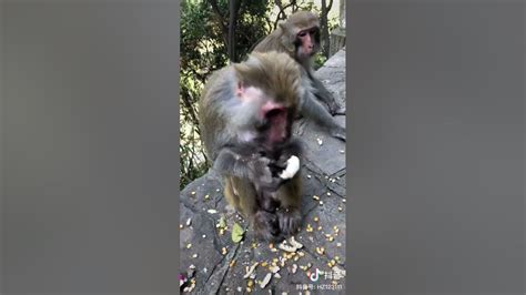 Adorable Baby Monkeys 🙊 Monkey Lyly 😍 Tik Tok Animals113 Youtube