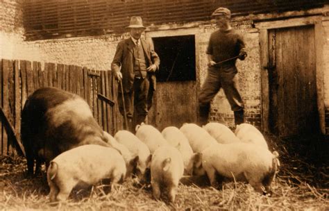 Pig Farmers Wethersfield History