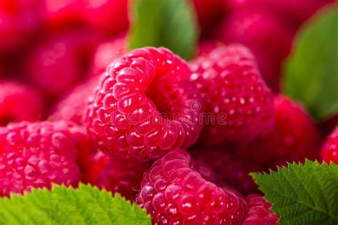 Raspberries Food Background Stock Photo Image Of Berries Fresh 60030390