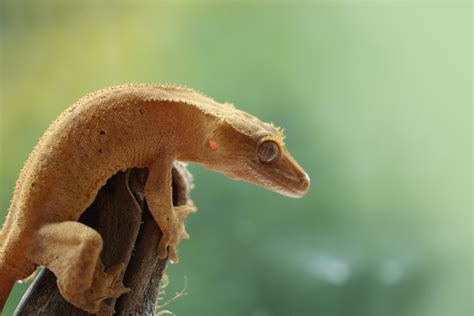 Creating The Perfect Crested Gecko Enclosure A Comprehensive Guide