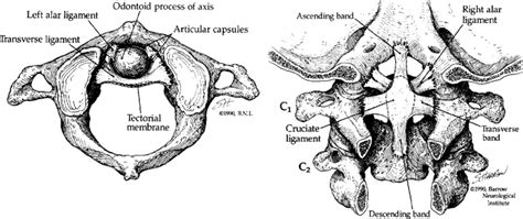 Atlantoaxial Ligament