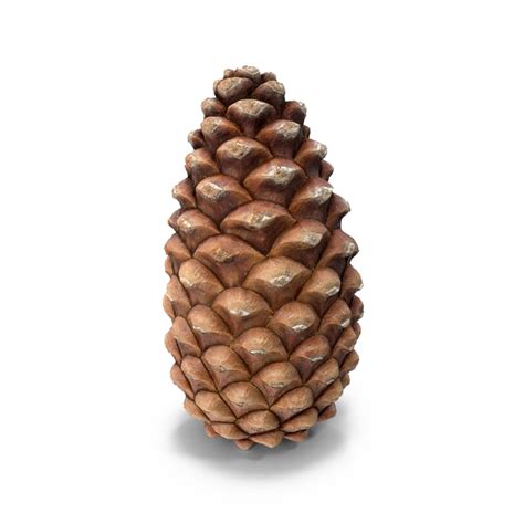 Pine Cone Png Image Purepng Free Transparent Cc Png Vrogue Co