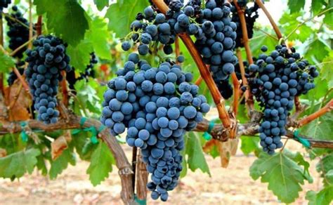 20 Most Popular Types Of Wine Grapes Detailed Guide
