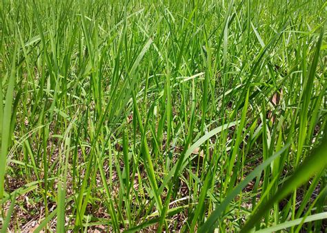 Green Grass Wallpaper Free Stock Photo Public Domain Pictures