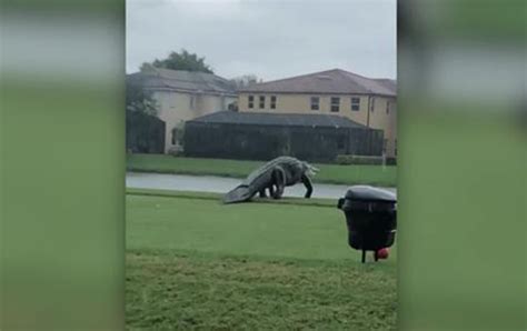 Watch Gigantic Alligator Spotted Roaming Florida Golf Course