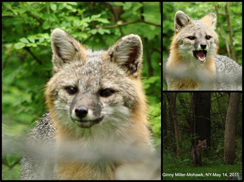 Photography By Ginny May 14 2011 The Old Gray Fox Pair