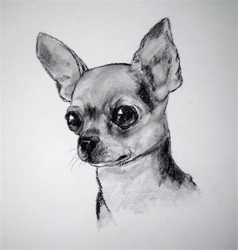 Dachshund Clube Dog Drawing Chihuahua Drawing Chihuahua Art
