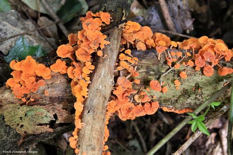 Favolaschia Calocera Orange Pore Fungus Copyright All Flickr