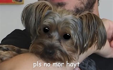 Just Look At This Dog H3h3productions