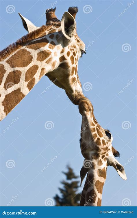 Giraffe Mother And Baby Royalty Free Stock Photography Image 8654247