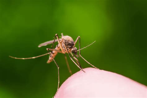 Best Mosquito Control In Ontario Remove Mosquitoes All Season Long