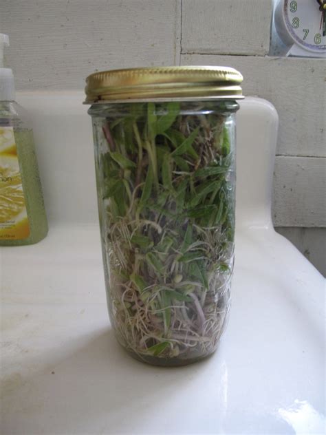 How To Grow Mung Bean Sprouts In A Jar