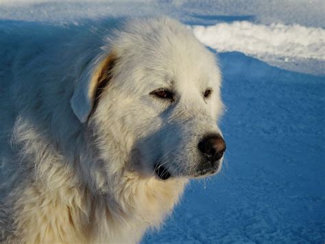 7 Dogs That Look Like Polar Bears The Dog People By White
