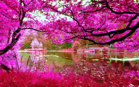Cherry Blossoms Spring Pink Cherry Tree River Nature Hd