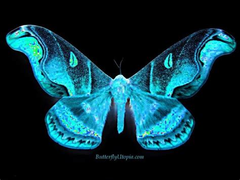 50 Free Butterfly Screensavers And Wallpapers On Wallpapersafari