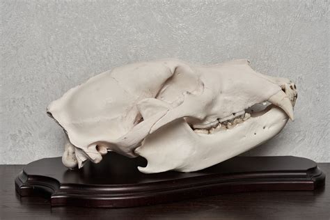 Siberian Brown Bear Taxidermy Skull Cleaned Skull Jaws Bones