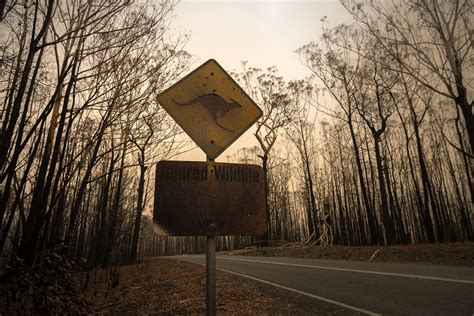 Artan Orman Yangınları Küresel Isınmanın Bir Sonucu mu İklim