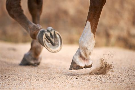 Navicular Disease In Horses Symptoms Prevention Treatment And More