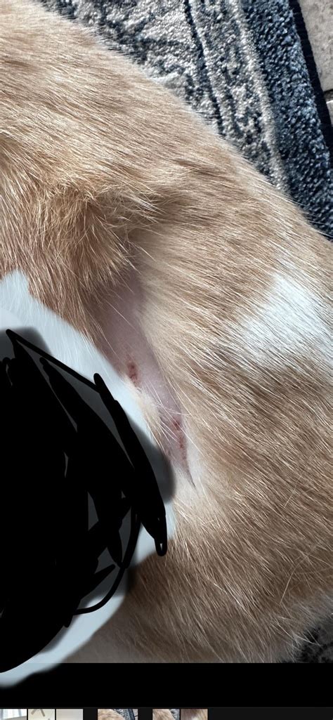 Bald Spot On Cat Neck Raskvet
