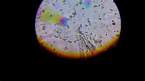 Rainwater Under Microscope At100x Magnification Youtube