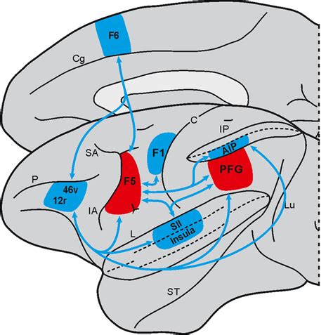 Lateral And Mesial Views Of The Macaque Brain Showing The Connections