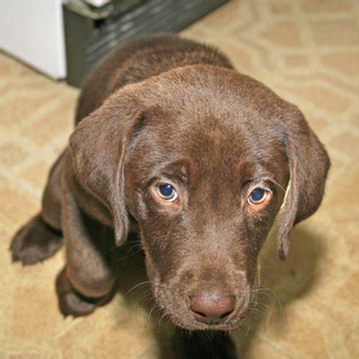 But if your dog is old, it can tell another is a puppy because it normally bounces around happily and playfully while the old dog growls in frustration because it has lost it's hobbies/personality of it depends on what kind of dog and how old they are, look on the side of the bag. How to Relieve Puppy Constipation - Pets