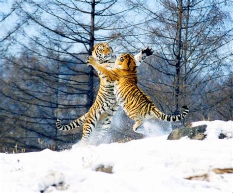 Siberian Tiger Park Tiger Fighting Harbin Siberian Tiger Park Travel