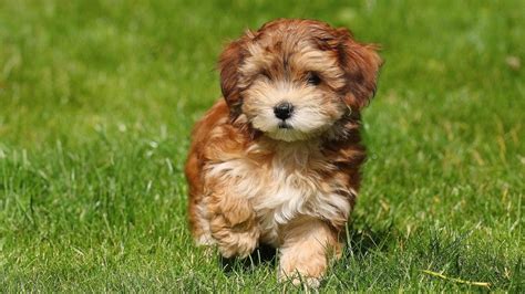 What Is a Havanese Puppy Cut?