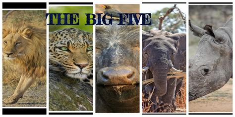 The Big Five Key African Wildlife Species Found In Kenya The Eco