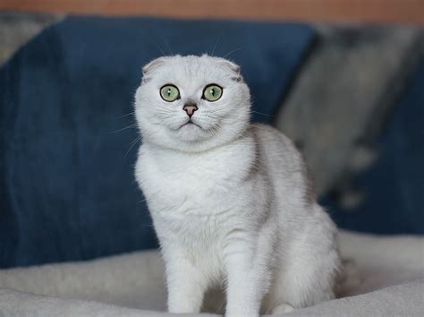 Белый шотландский вислоухий кот с зелёными глазами обои для рабочего