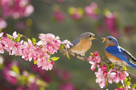 Eastern Bluebirds Bing Wallpaper Download