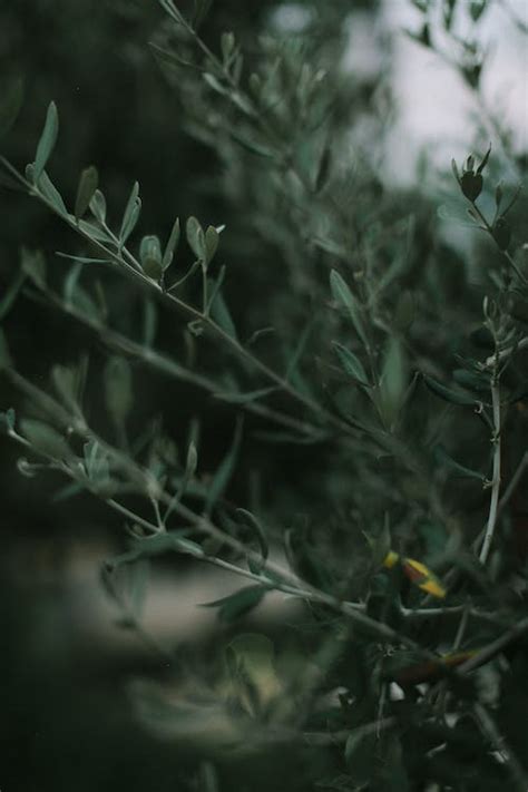 Close Up Photo Of Green Leafed Plant · Free Stock Photo