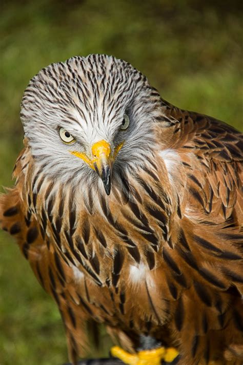 Unduh gambar gambar gratis yang menakjubkan tentang burung elang. Gambar : sayap, margasatwa, paruh, burung rajawali ...