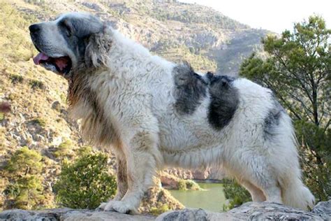 Uncovering The Fascinating Facts About Pyrenean Mastiffs The Gentle