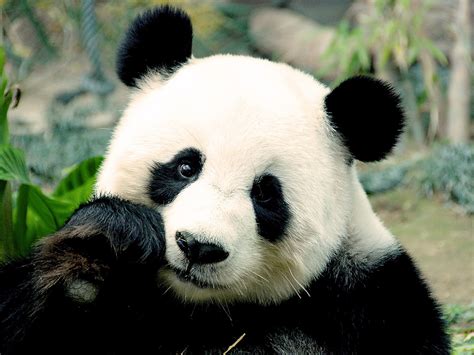Panda Picture Close Up Animal Hd Wallpapers Preview
