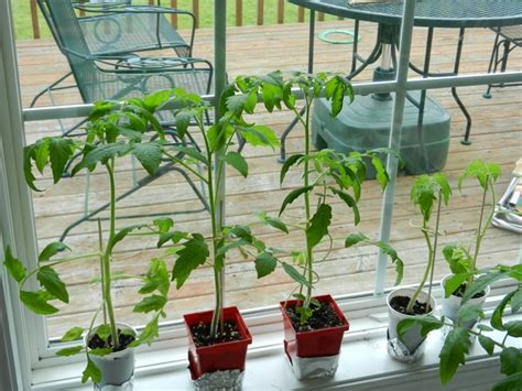 Caring For Tomato Plants In The Home Garden Picture Guide The