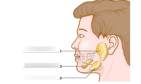 Salivary Glands Diagram Quizlet