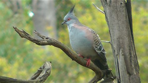 Australian Crested Pigeon Video 1 Youtube