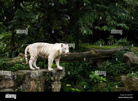 A Bengal White Tiger Wanders Around Its Enclosure At The Singapore Zoo