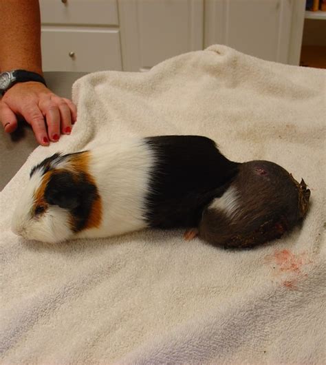 7 Causes Of Sudden Death In Guinea Pig