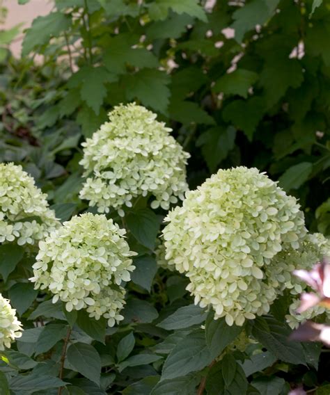 We did not find results for: Little Lime Hydrangea - Plant Library - Pahl's Market ...