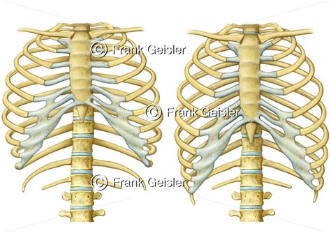 Physiologie Atmung Brustkorb Mit Rippen Bei Einatmung Und Ausatmung