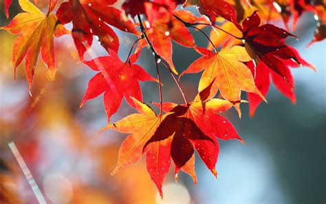 Wallpaper Autumn Red Leaves Nature Scenery 2560x1600 Hd Picture Image