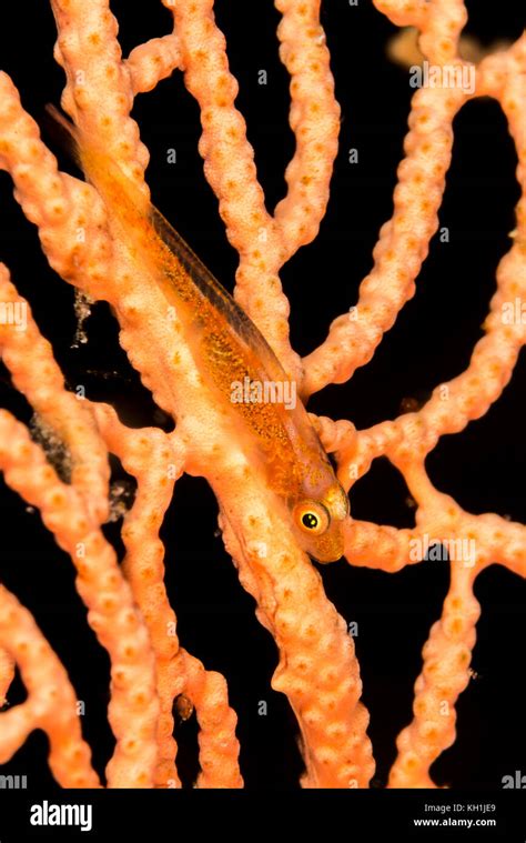 Large Whip Goby Stock Photo Alamy