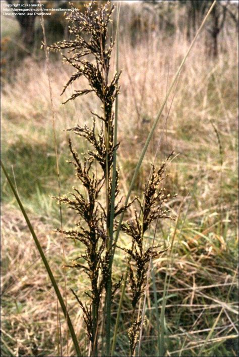 PlantFiles Pictures Gahnia Species Thatch Saw Sedge Gahnia Radula