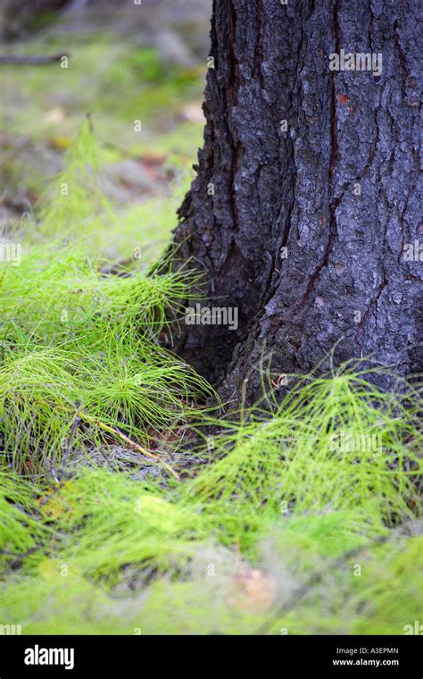 White Pine Seedlings Stock Photo Alamy