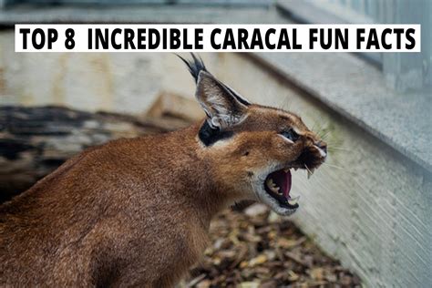Top 8 Incredible Caracal Fun Facts